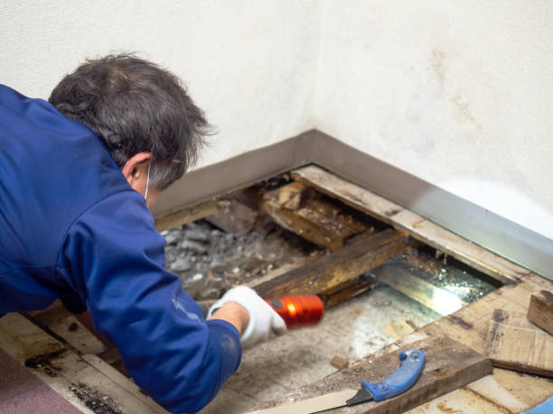 Best Emergency Mold Removal  in Timonium, MD