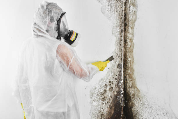 Mold Testing and Removal in Timonium, MD