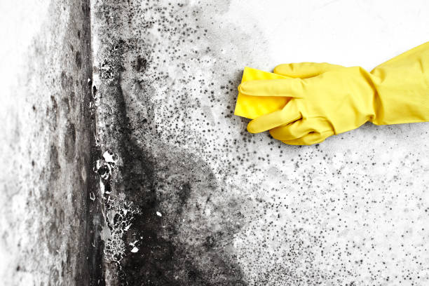 Best Residential Mold Removal  in Timonium, MD