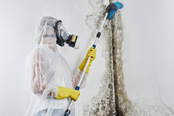 Home Mold Removal in Timonium, MD