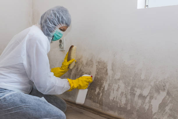 Mold Removal and Inspection in Timonium, MD