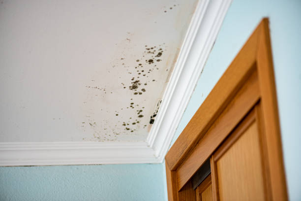 Best Professional Mold Removal  in Timonium, MD