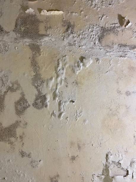 Best Mold Damage Repair  in Timonium, MD
