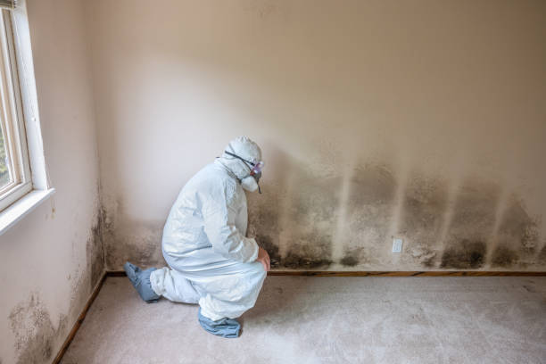 Best Toxic Mold Removal  in Timonium, MD