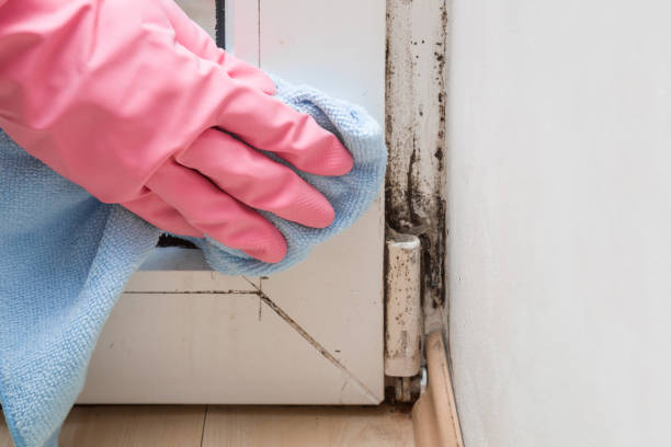 Best Affordable Mold Removal  in Timonium, MD