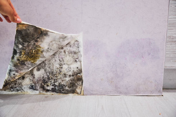 Best Affordable Mold Removal  in Timonium, MD